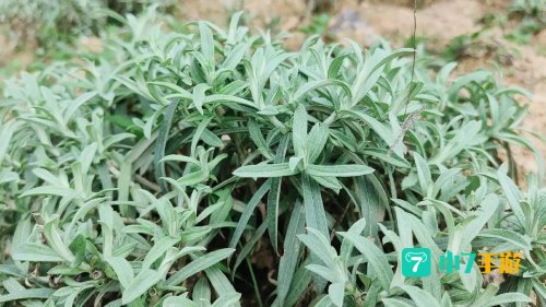 火龙草