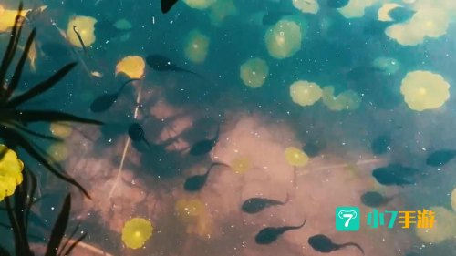 小蝌蚪视频高清免费观看下载