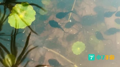 小蝌蚪视频高清免费观看下载